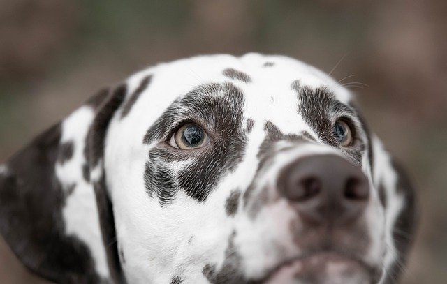 犬の白内障の予防方法をご紹介！治療法と費用についても解説！
