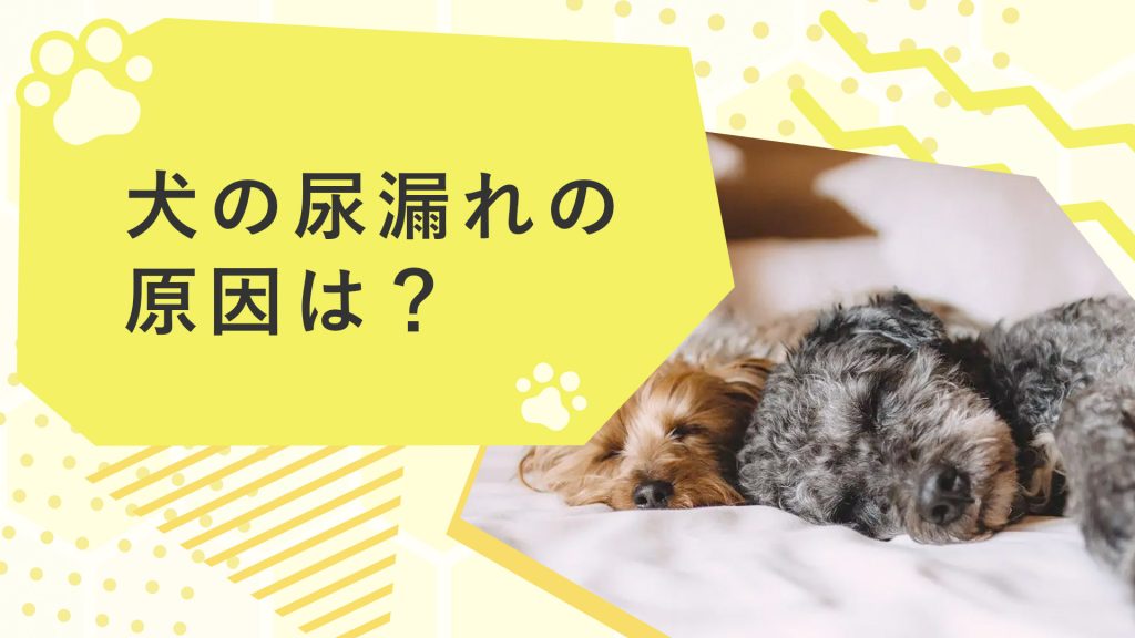 犬の尿漏れの原因は？原因や対処法、病気についても徹底解説！サムネイル