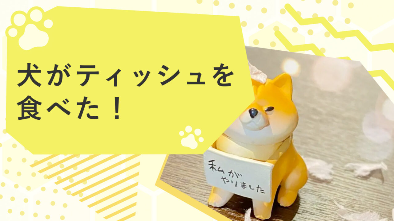 犬がティッシュを食べた！食べる理由や対処法、しつけについても解説サムネイル