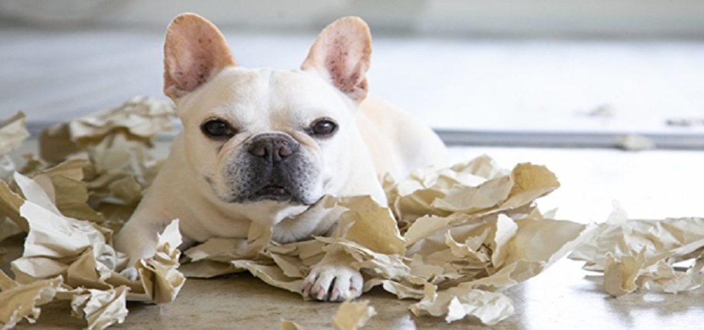 犬はなぜイタズラするの？原因・対処方法・しつけの注意点を解説！サムネイル