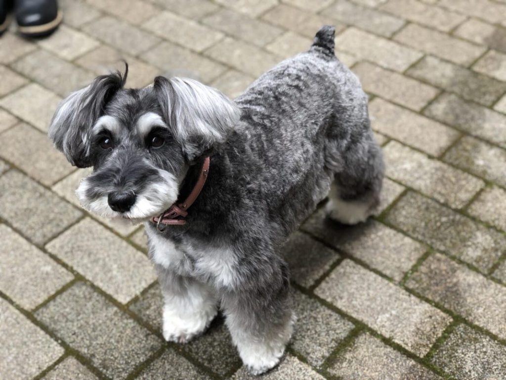 ミニチュア・シュナウザーがなりやすい病気について治療費も解説！サムネイル