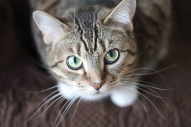 猫の結膜炎の治療費はいくら？目やに等の症状から予防法も解説！サムネイル