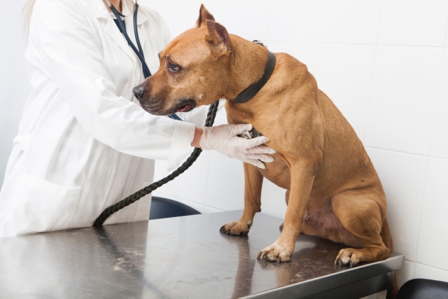 犬の膀胱結石の手術費用はどれくらい？治療法やペット保険も解説！サムネイル