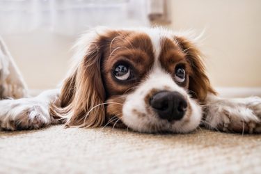 犬の甲状腺機能低下症の治療費はいくら？ 症状や治療法について解説！サムネイル