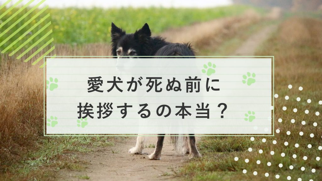 愛犬が死ぬ前に挨拶するの本当？兆候やしてあげられることも解説！サムネイル