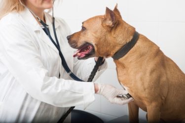 犬の肺水腫とはどんな病気？症状・原因・治療法や費用も解説！サムネイル