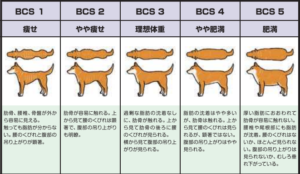 豆柴の適正体重BCS