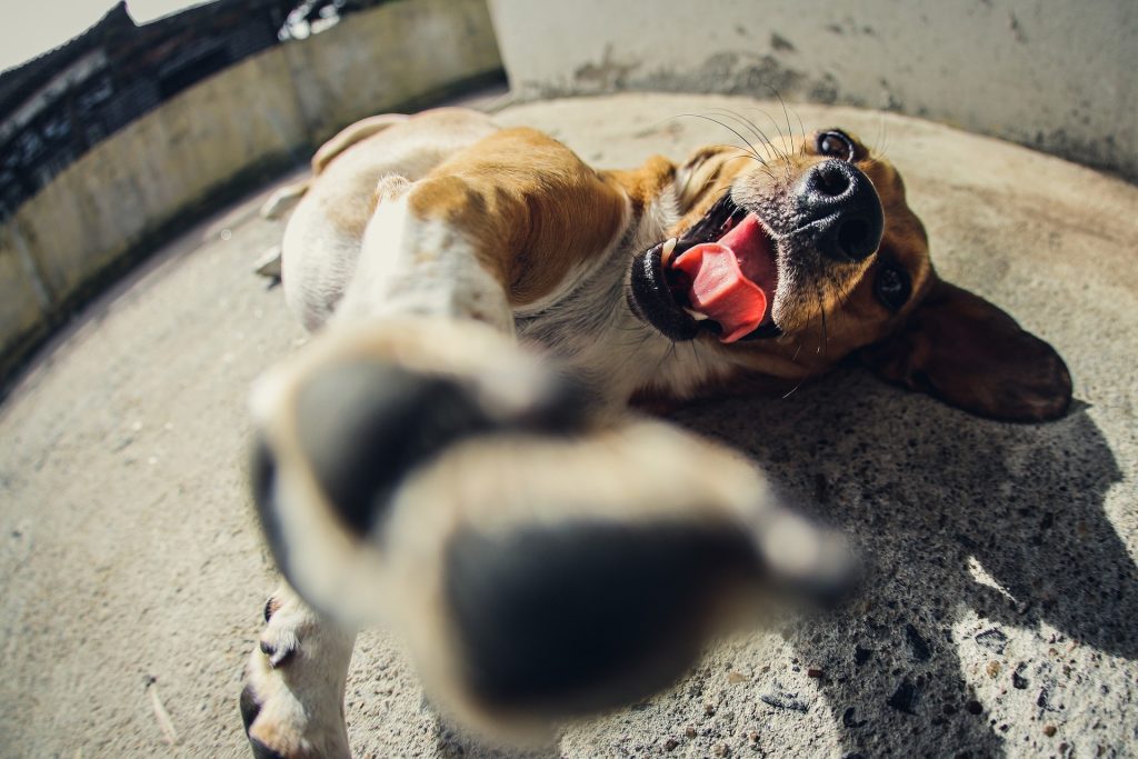 犬の肉球トラブルはカビが原因？カサカサ等の症状やケアも解説！サムネイル
