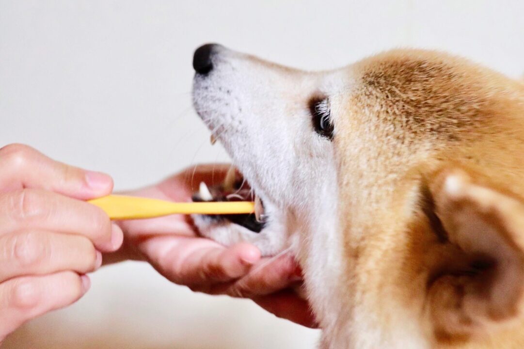 犬の歯磨きは不要？必要性やしていないとかかる病気の重要性等も解説サムネイル