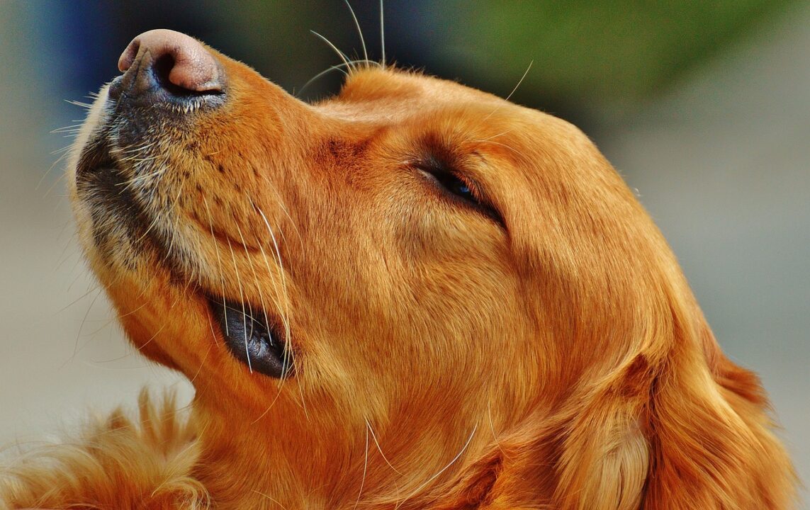 犬の食道拡張症はどんな治療をする？症状や予防法・食事等についてサムネイル