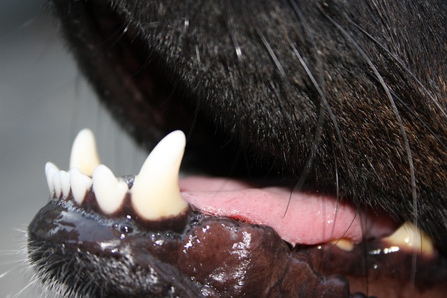犬の歯周病を放置すると死ぬ原因にも繋がる？併発する病気等も解説！サムネイル