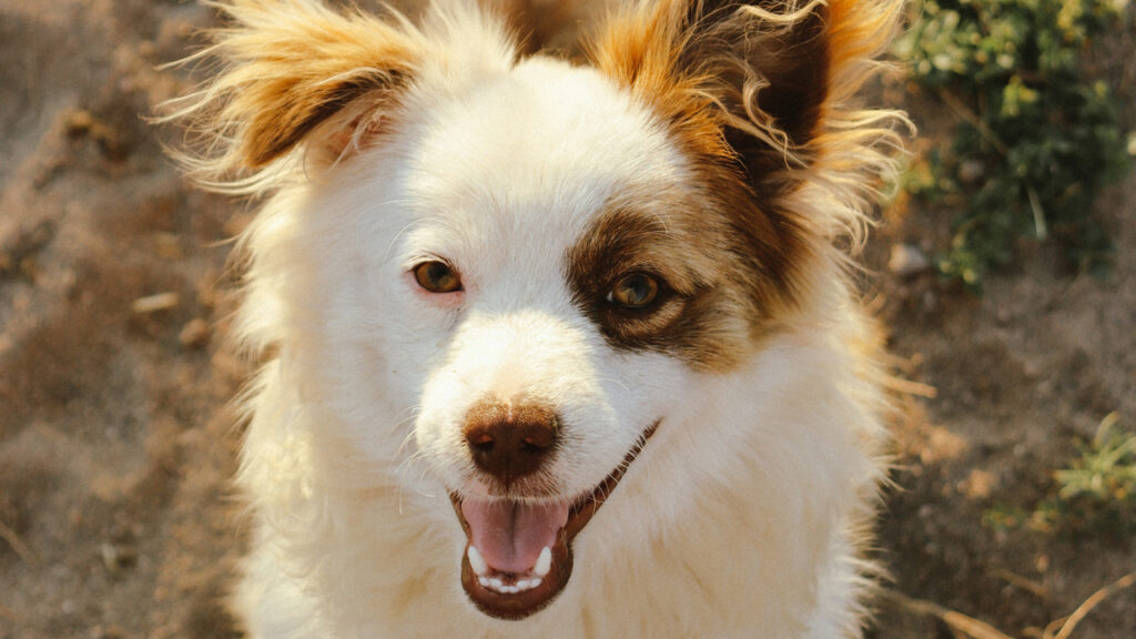 犬のケンネルコフの治療方法や治療費は？症状やワクチン予防も解説！サムネイル