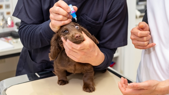 犬の結膜炎の治療費用はいくらかかる？原因・症状・治療法も解説！サムネイル