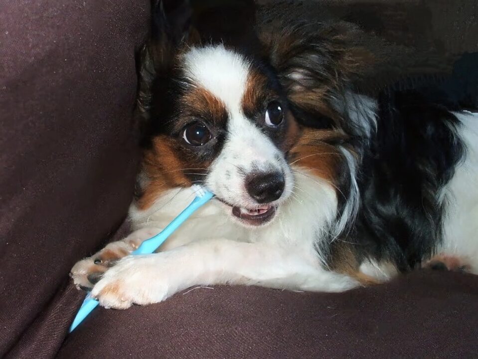 犬の歯磨きの頻度は？毎日必要？歯磨きの方法・時間・回数や嫌がる時の対処法について解説！サムネイル