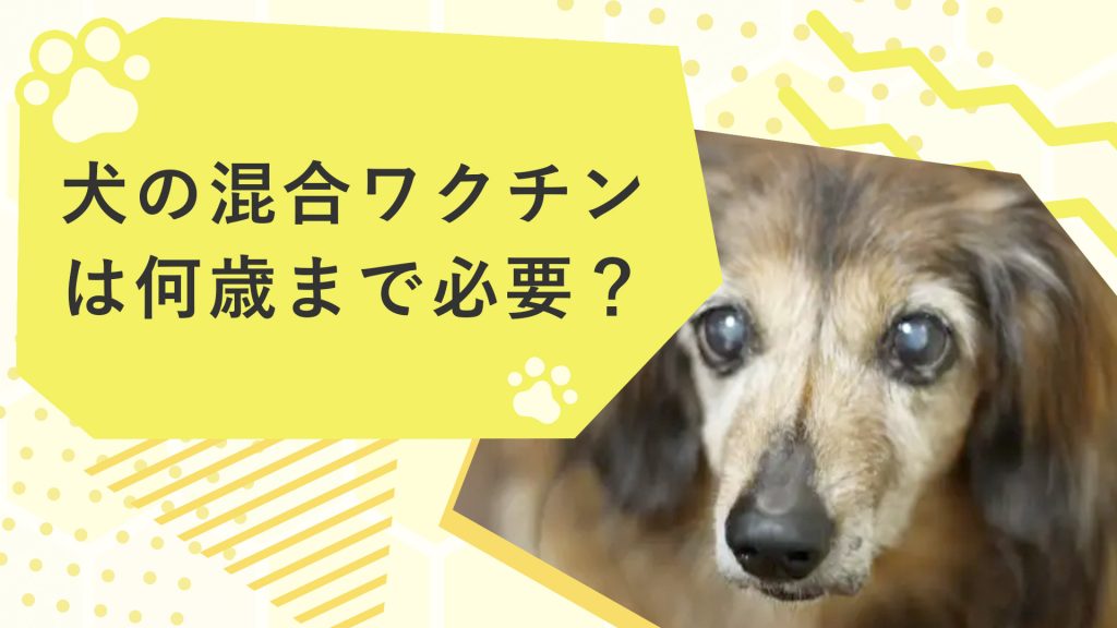 犬の混合ワクチンは何歳まで必要？狂犬病ワクチンの必要性も解説！サムネイル