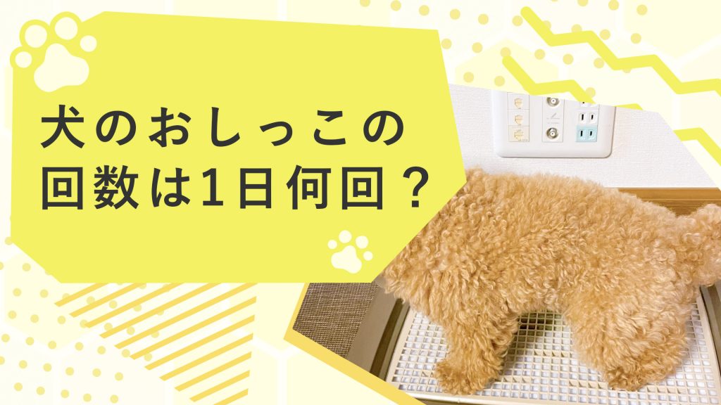 犬のおしっこの回数は1日何回？正常なトイレの回数や病気等も解説！サムネイル