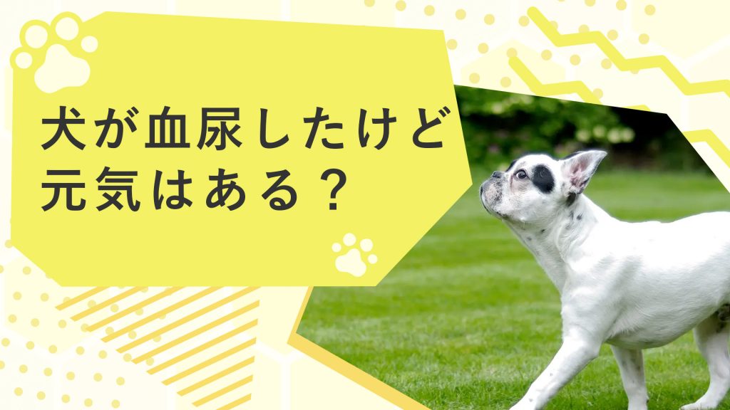 犬が血尿したけど元気はある？動物病院に行き基準や病気等も解説！サムネイル