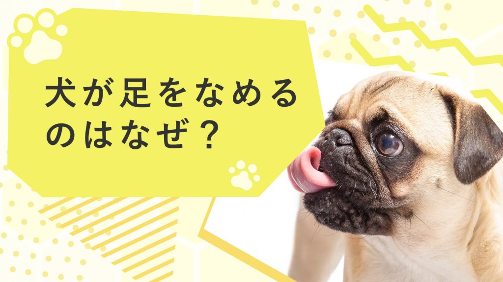 犬が足をなめるのはなぜ？飼い主の足や自分の足を舐める理由も解説！サムネイル