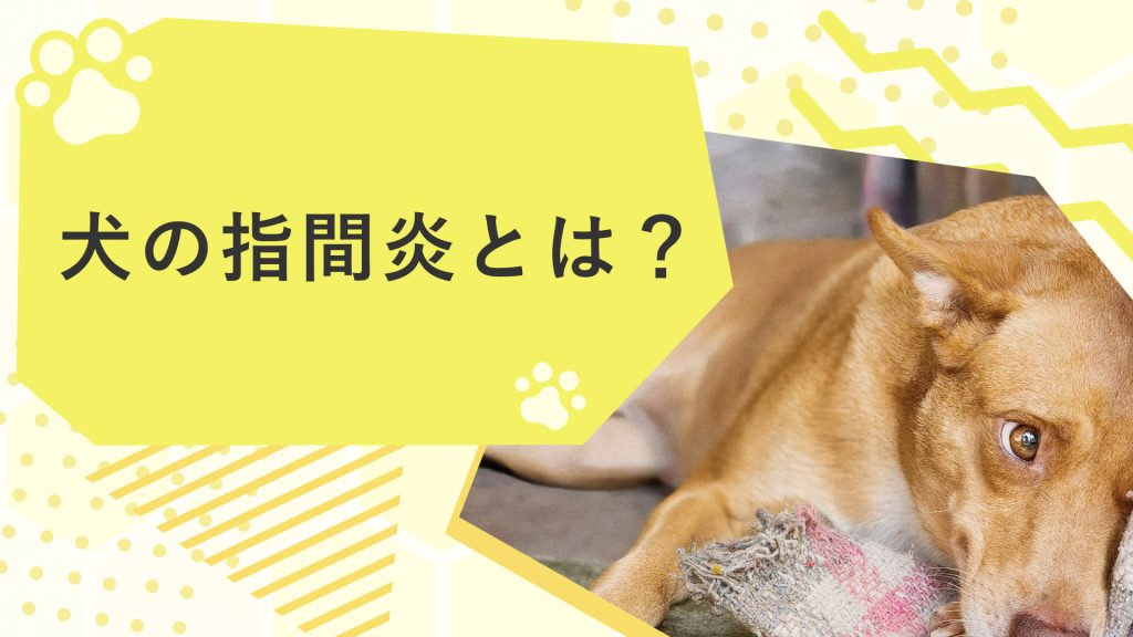 犬の指間炎とは？原因や治った方法・対処方法をご紹介！サムネイル