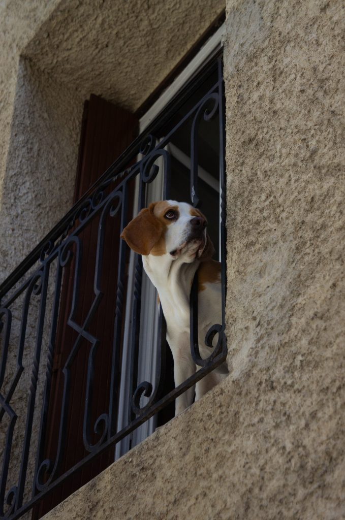 犬の留守番は何時間まで？ケージは使うべき？ストレス等も解説！サムネイル