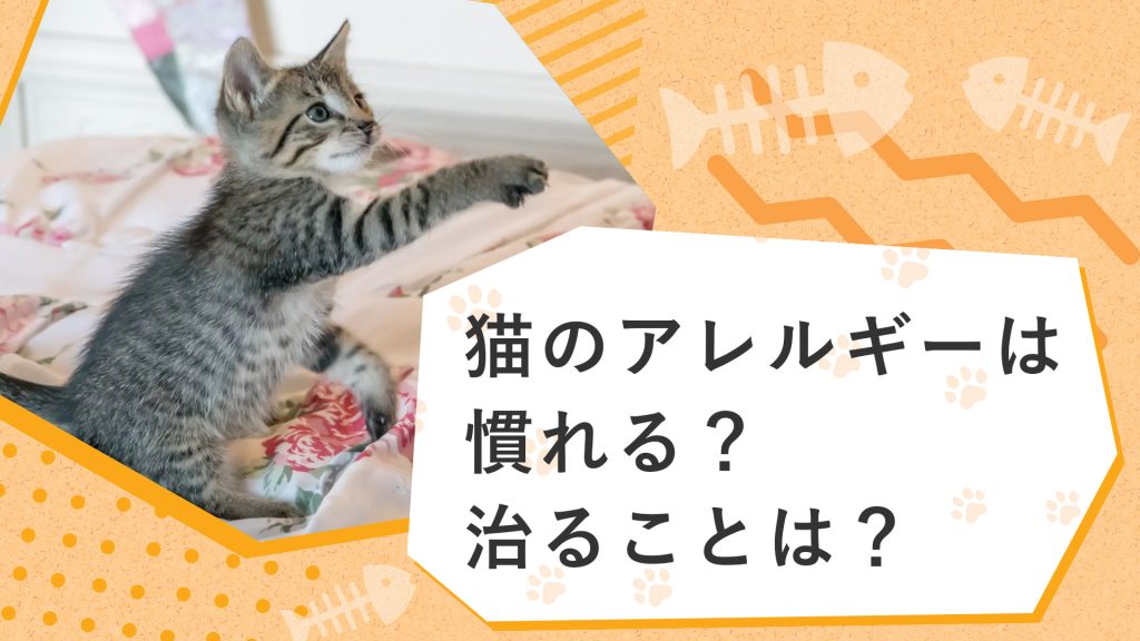 猫のアレルギーは慣れる？治ることは？原因や治療法について解説！サムネイル