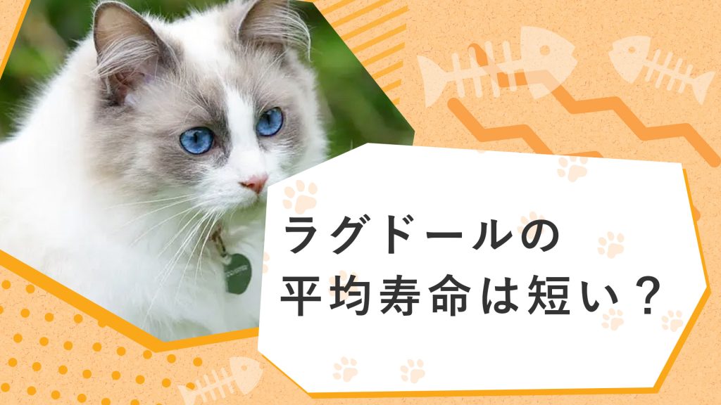 ラグドールの平均寿命は短い？性格や体重、大きさについても徹底解説サムネイル