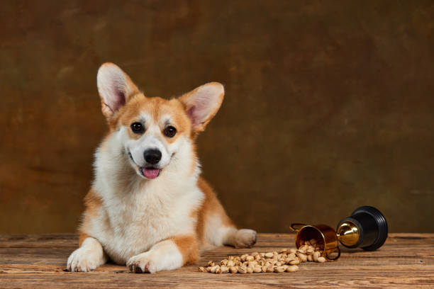 犬はアーモンド食べれるの？誤飲の治療法や注意点について解説サムネイル