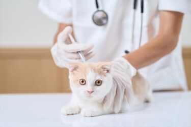 ペット保険でワクチン接種は補助してもらえる？防げる病気や費用も解説サムネイル